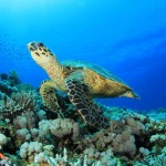 Flitterwochen auf den Seychellen: Ideen für Ausflüge