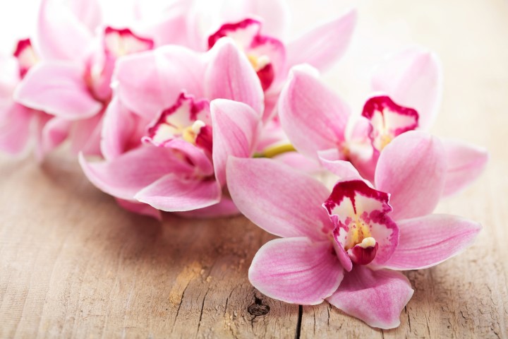 Orchideenhochzeit 17 gedicht hochzeitstag Urkunde als